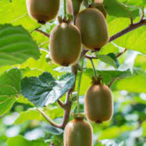 Kiwi Fruit Plant Manufacturer & Supplier in India